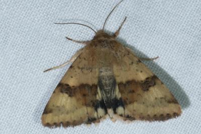 <i>Heliothis viriplaca</i>