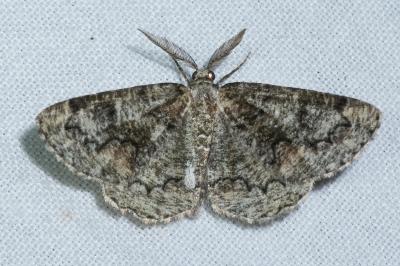 <i>Cleorodes lichenaria</i>