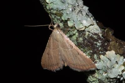 <i>Endotricha flammealis</i>