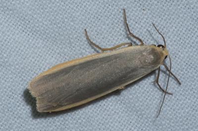 <i>Nyea lurideola</i>