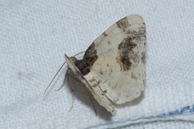 <i>Ligdia adustata</i>