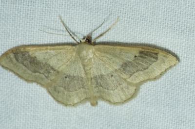 <i>Idaea aversata</i>