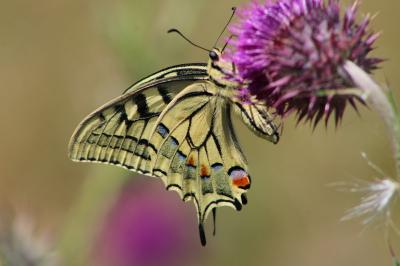 <i>Papilio machaon</i>