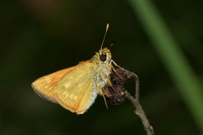 Ochlodes sylvanus