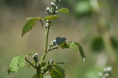 <i>Celastrina argiolus</i>
