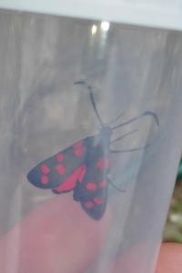 <i>Zygaena filipendulae</i>