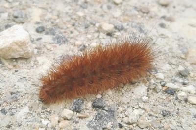 <i>Diaphora mendica</i>