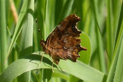 <i>Polygonia c-album</i>