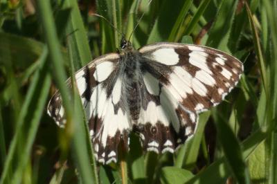 <i>Melanargia galathea</i>