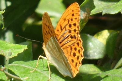 <i>Argynnis paphia</i>
