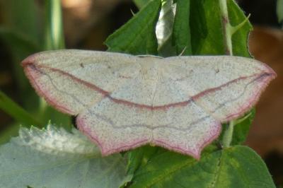 <i>Timandra comae</i>