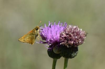 <i>Ochlodes sylvanus</i>