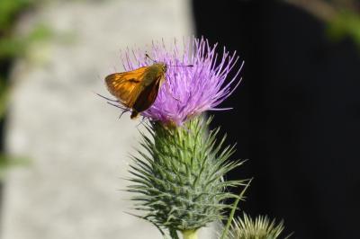 <i>Ochlodes sylvanus</i>