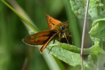 <i>Ochlodes sylvanus</i>