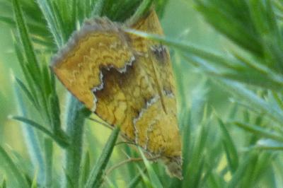 <i>Camptogramma bilineata</i>