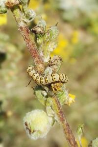 <i>Cucullia lychnitis</i>