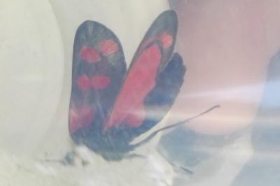 <i>Zygaena filipendulae</i>