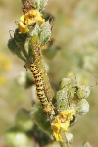 <i>Cucullia lychnitis</i>