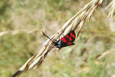 <i>Zygaena transalpina</i>