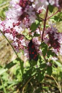 <i>Zygaena transalpina</i>