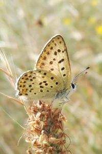 <i>Lycaena tityrus</i>