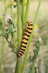 <i>Tyria jacobaeae</i>