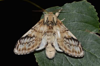 Notodonta tritophus