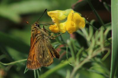 <i>Ochlodes sylvanus</i>