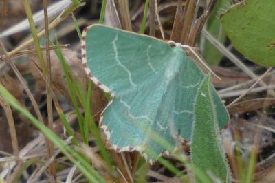 <i>Thalera fimbrialis</i>