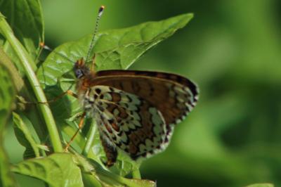 <i>Melitaea cinxia</i>