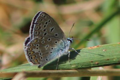 <i>Polyommatus icarus</i>