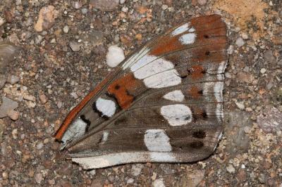 <i>Limenitis reducta</i>