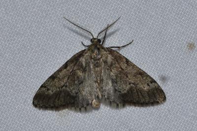 <i>Tephronia sepiaria</i>