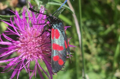 <i>Zygaena filipendulae</i>