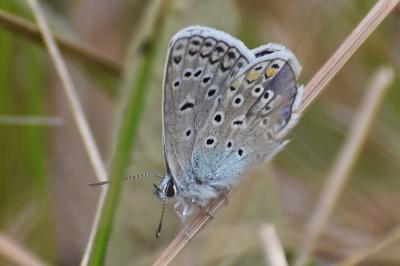 <i>Polyommatus icarus</i>