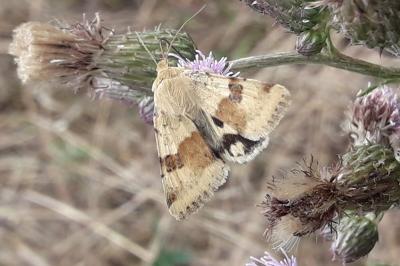 Heliothinae