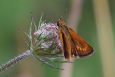 <i>Thymelicus acteon</i>
