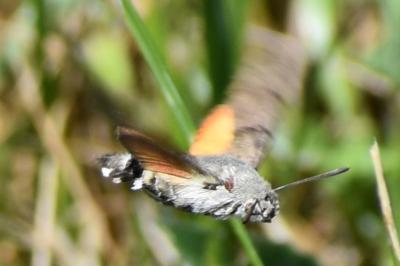 <i>Macroglossum stellatarum</i>