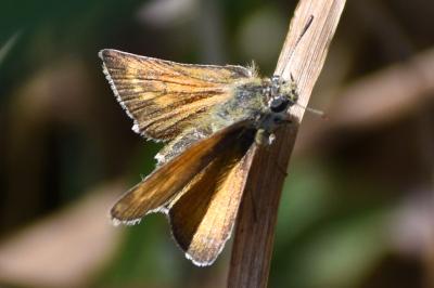 <i>Thymelicus acteon</i>