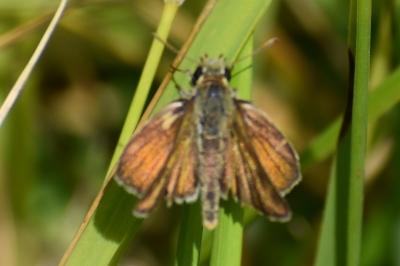 <i>Thymelicus sylvestris</i>