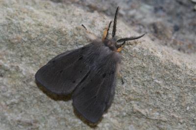 Diaphora mendica