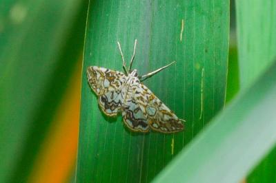 <i>Elophila nymphaeata</i>
