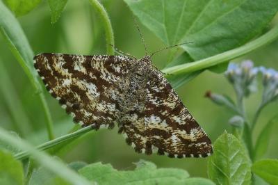 <i>Ematurga atomaria</i>