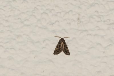 <i>Leucochlaena oditis</i>