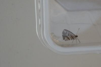 <i>Cacyreus marshalli</i>