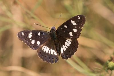 <i>Limenitis reducta</i>