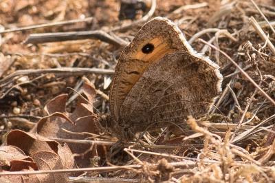 <i>Arethusana arethusa</i>