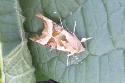 <i>Phlogophora meticulosa</i>