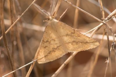 <i>Aspitates ochrearia</i>