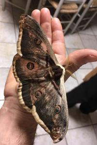 <i>Saturnia pyri</i>